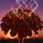 floral calm meets bonuses